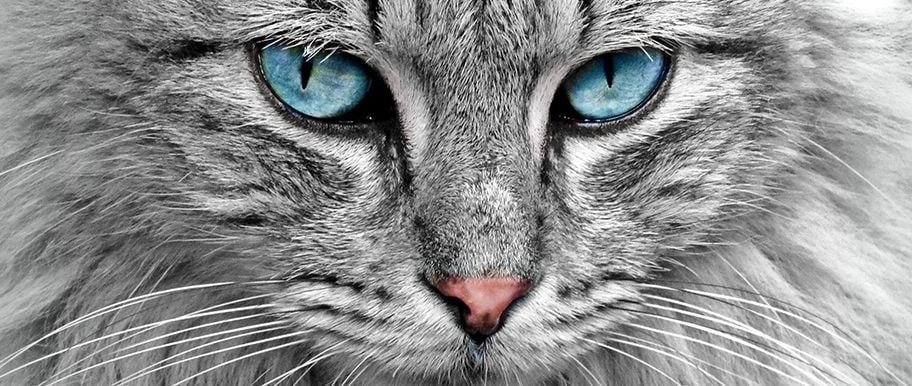 Maladies des yeux du chat